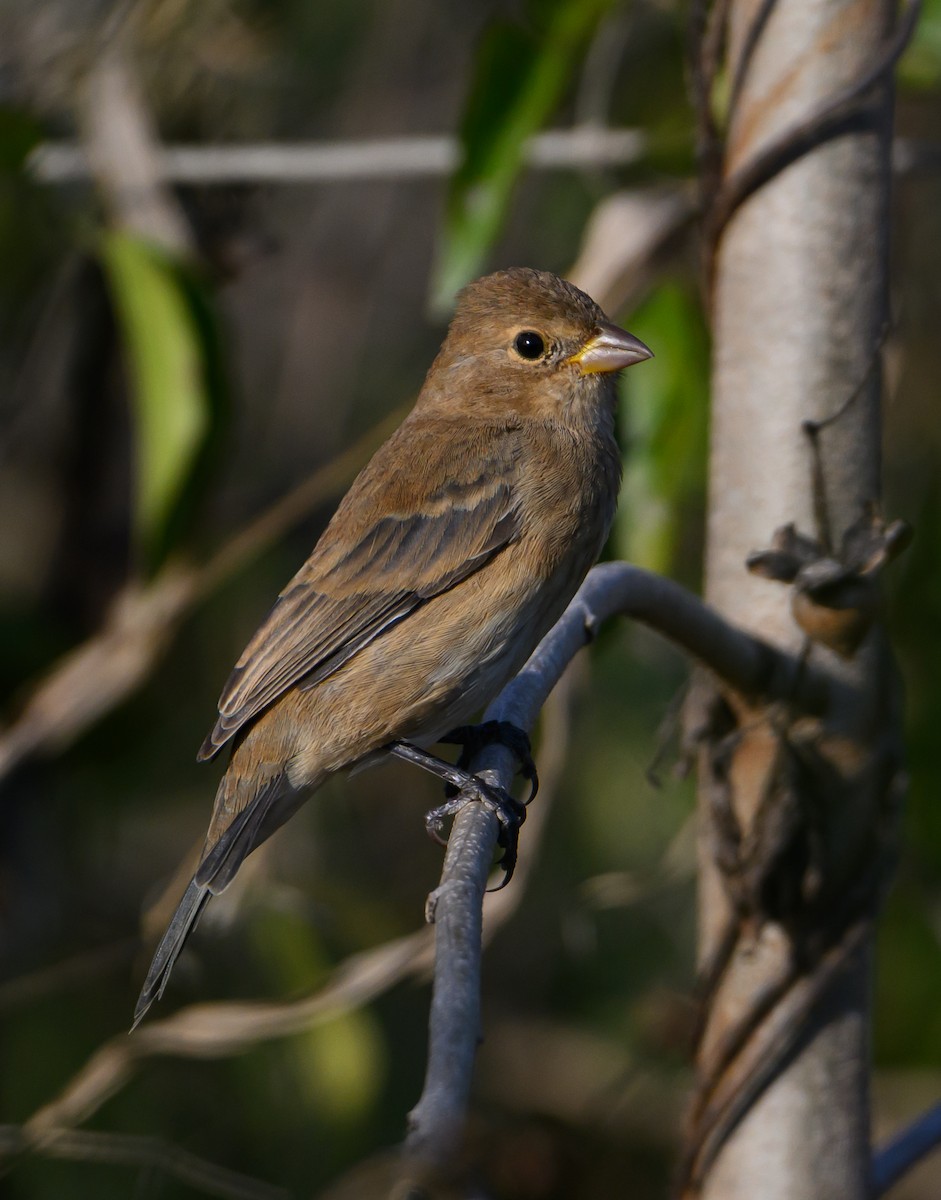 Индиговый колорин - ML647518890