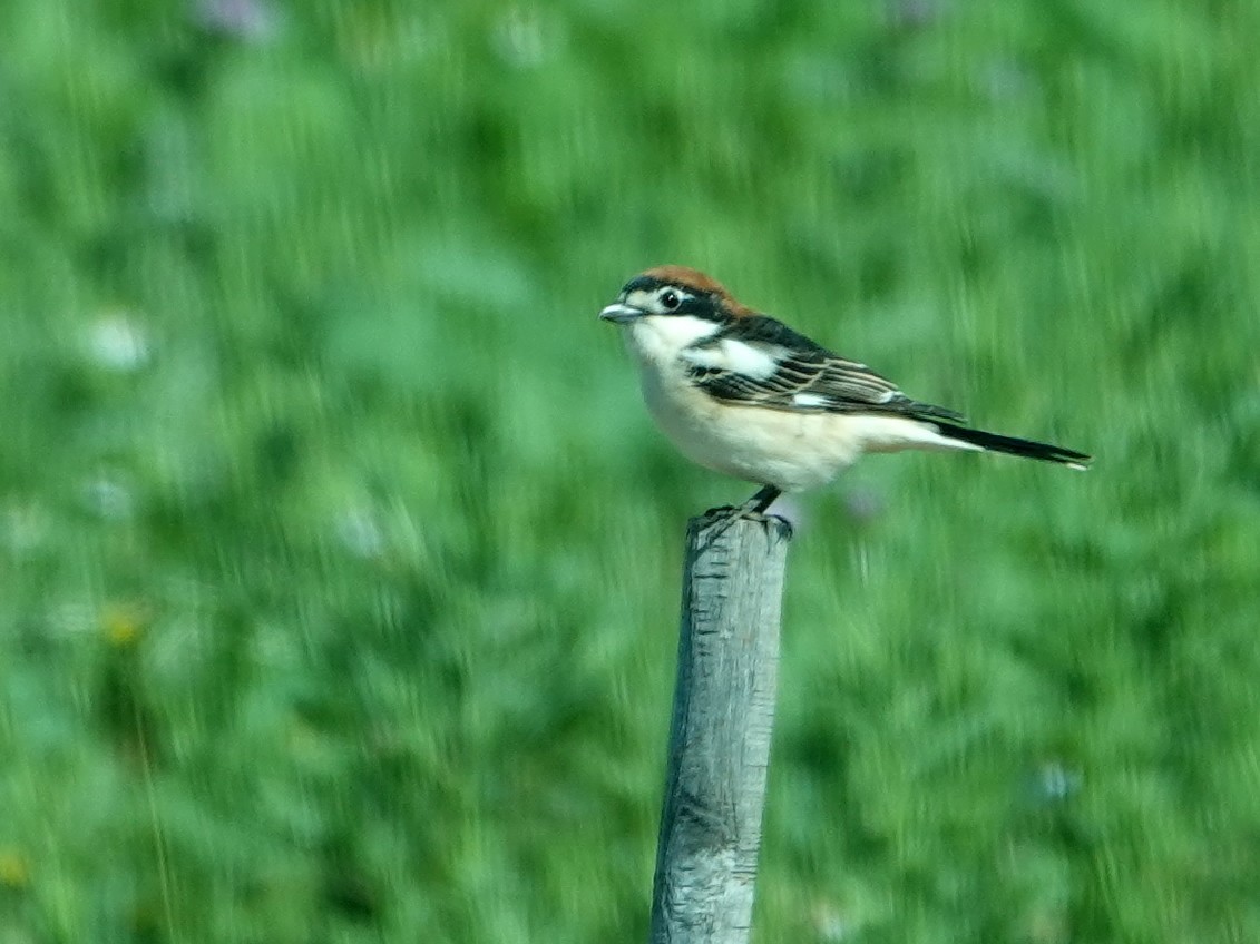 Woodchat Shrike - ML647518893