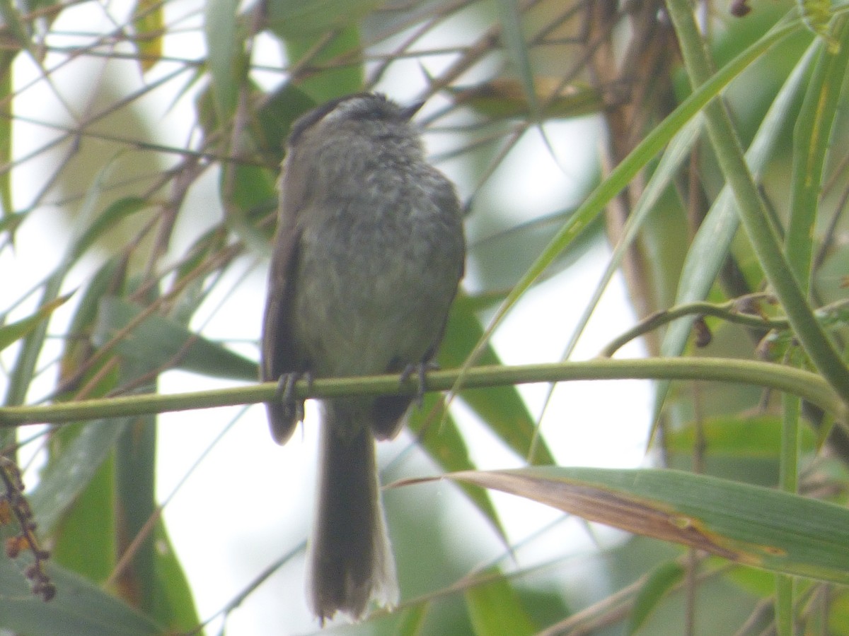 Unstreaked Tit-Tyrant - ML647518894