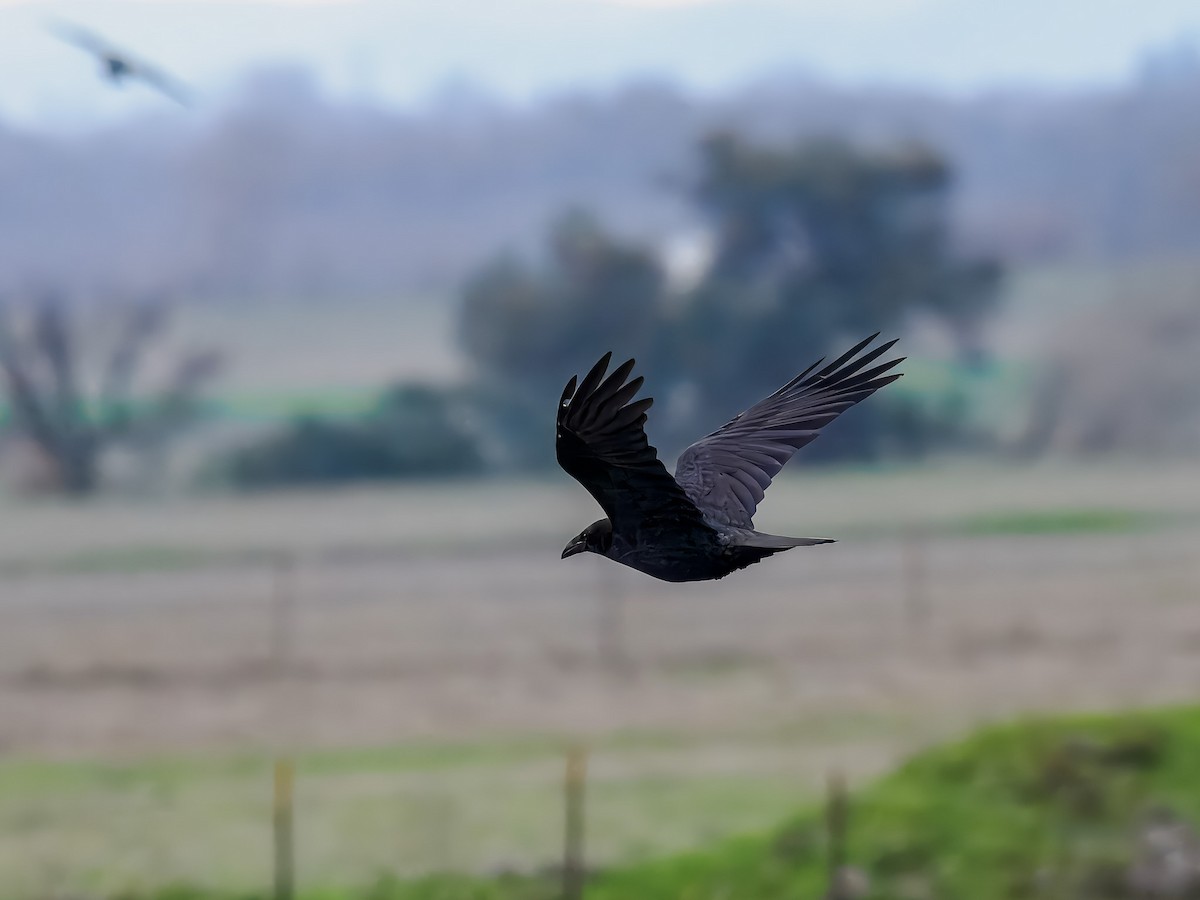 Common Raven - ML647518896