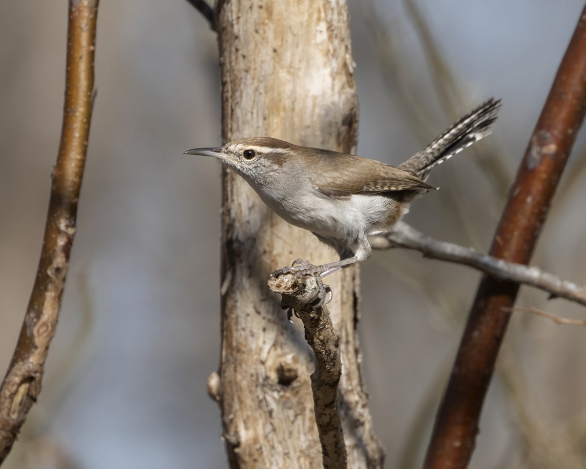 Troglodyte de Bewick - ML647518917