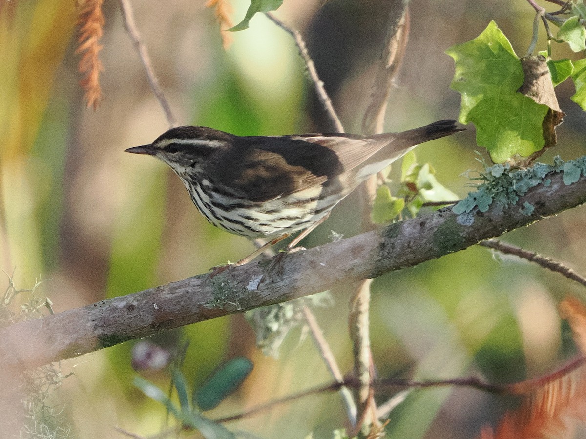 Northern Waterthrush - ML647518948