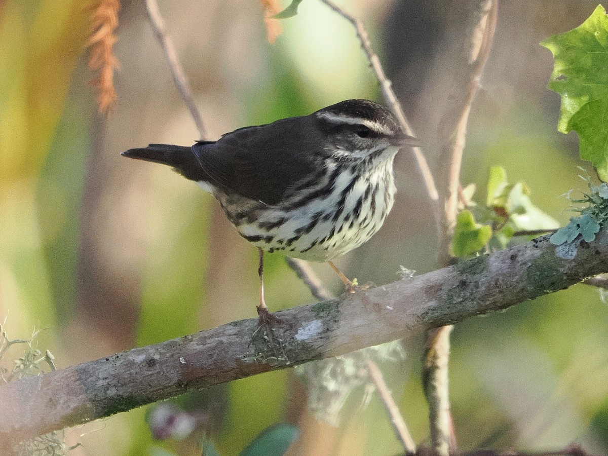 Northern Waterthrush - ML647518949