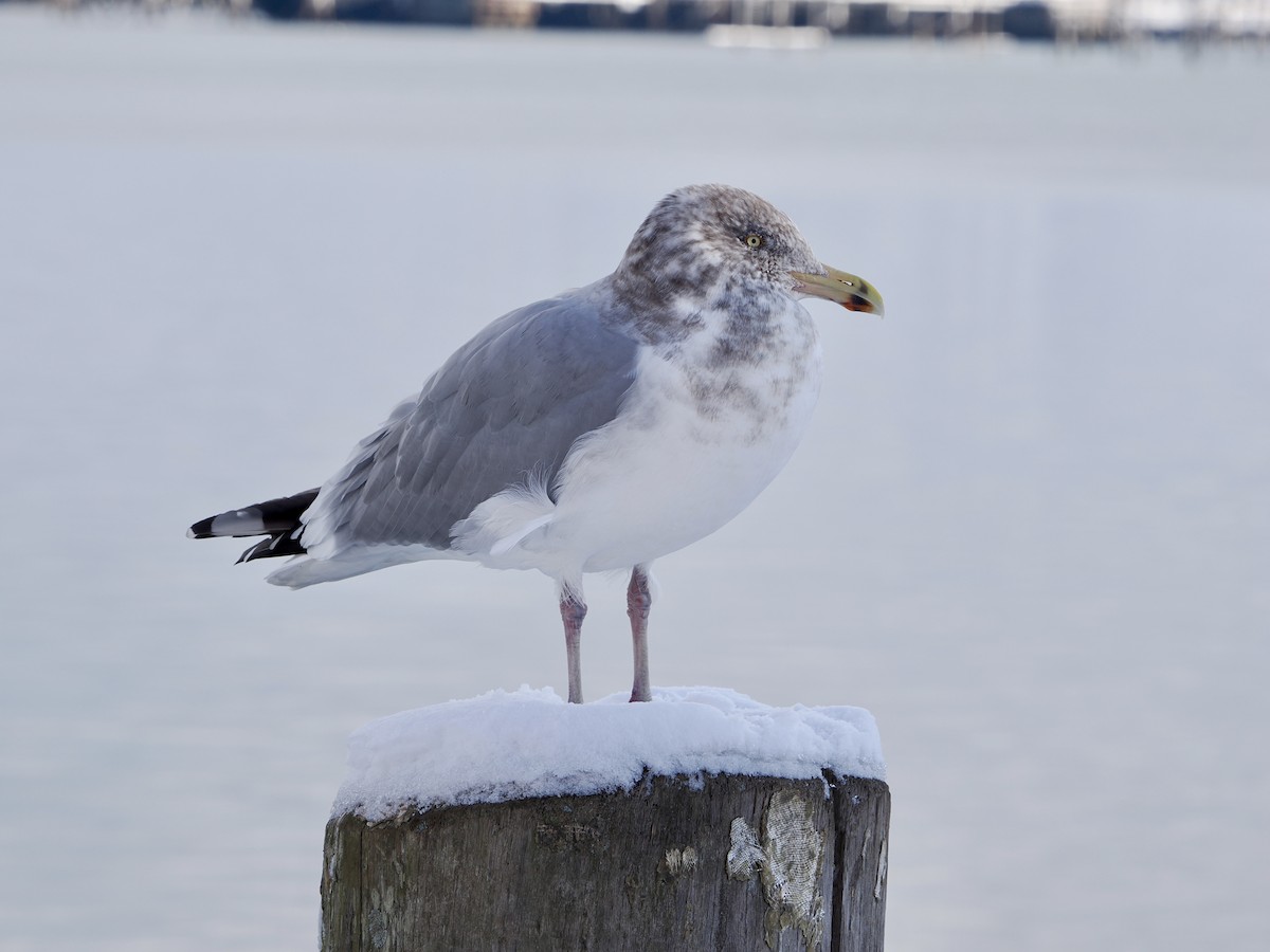 Gaviota Argéntea Americana - ML647518952