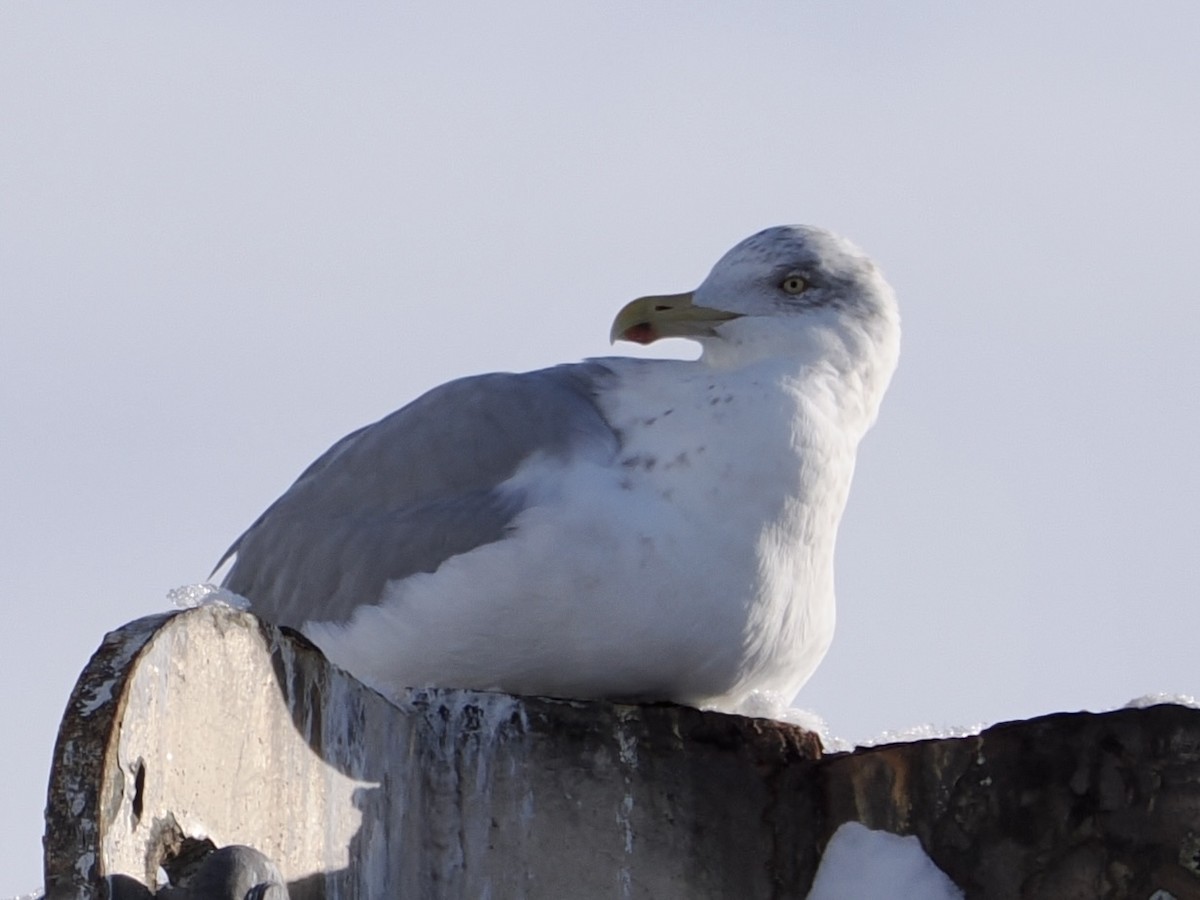 Gaviota Argéntea Americana - ML647518953