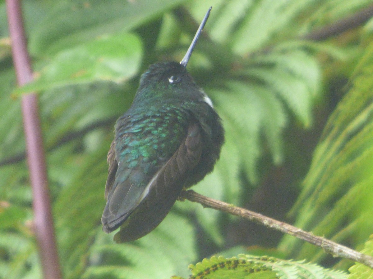 Collared Inca - ML647518961