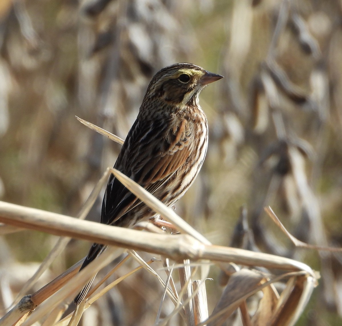 稀樹草鵐 - ML647518966