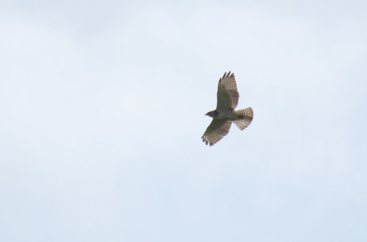Broad-winged Hawk - ML647518973