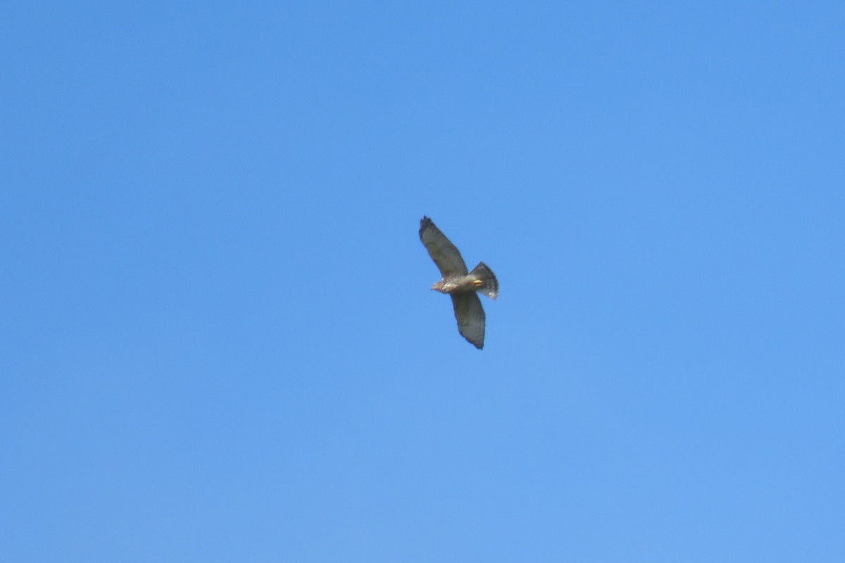 Broad-winged Hawk - ML647518974