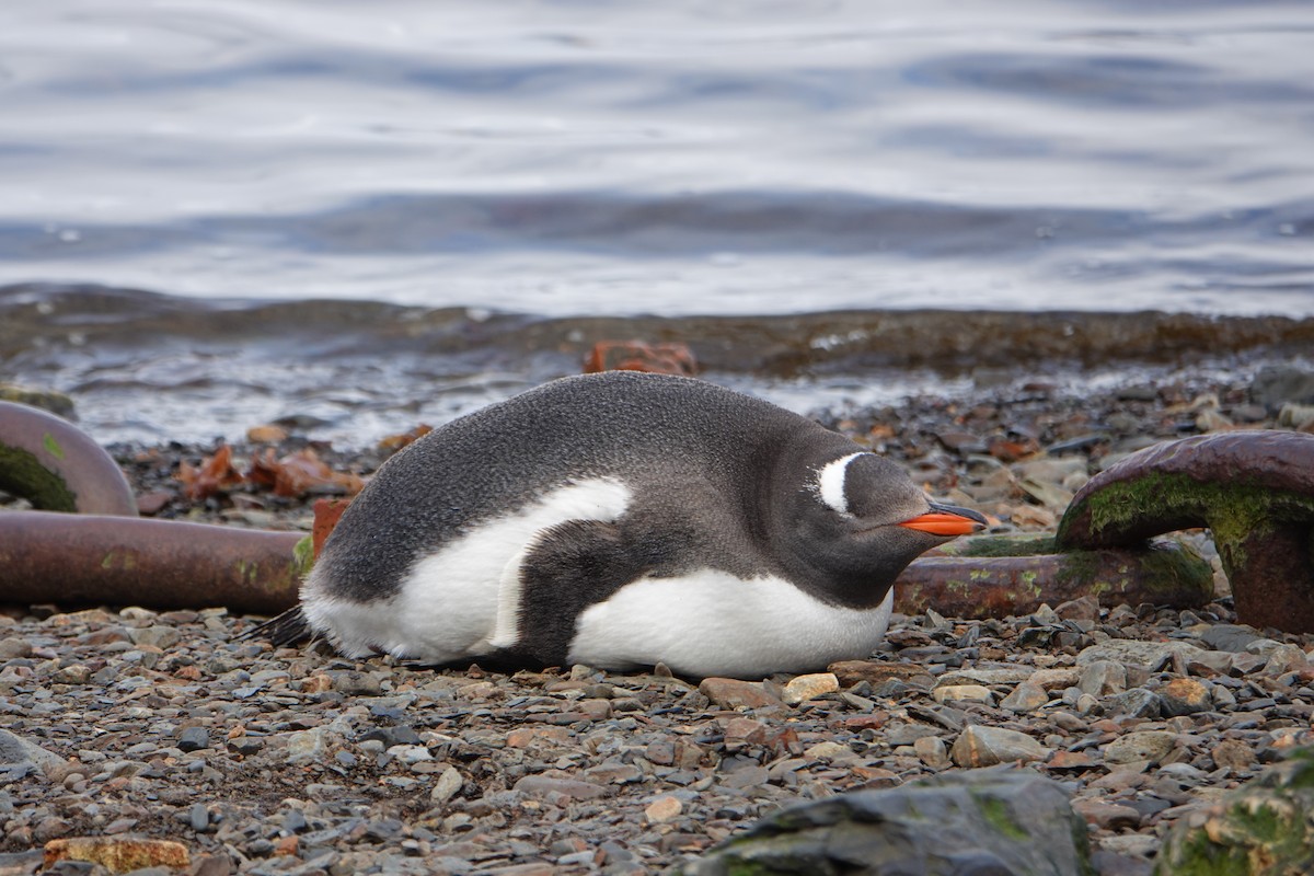 Gentoo Penguin - ML647518993