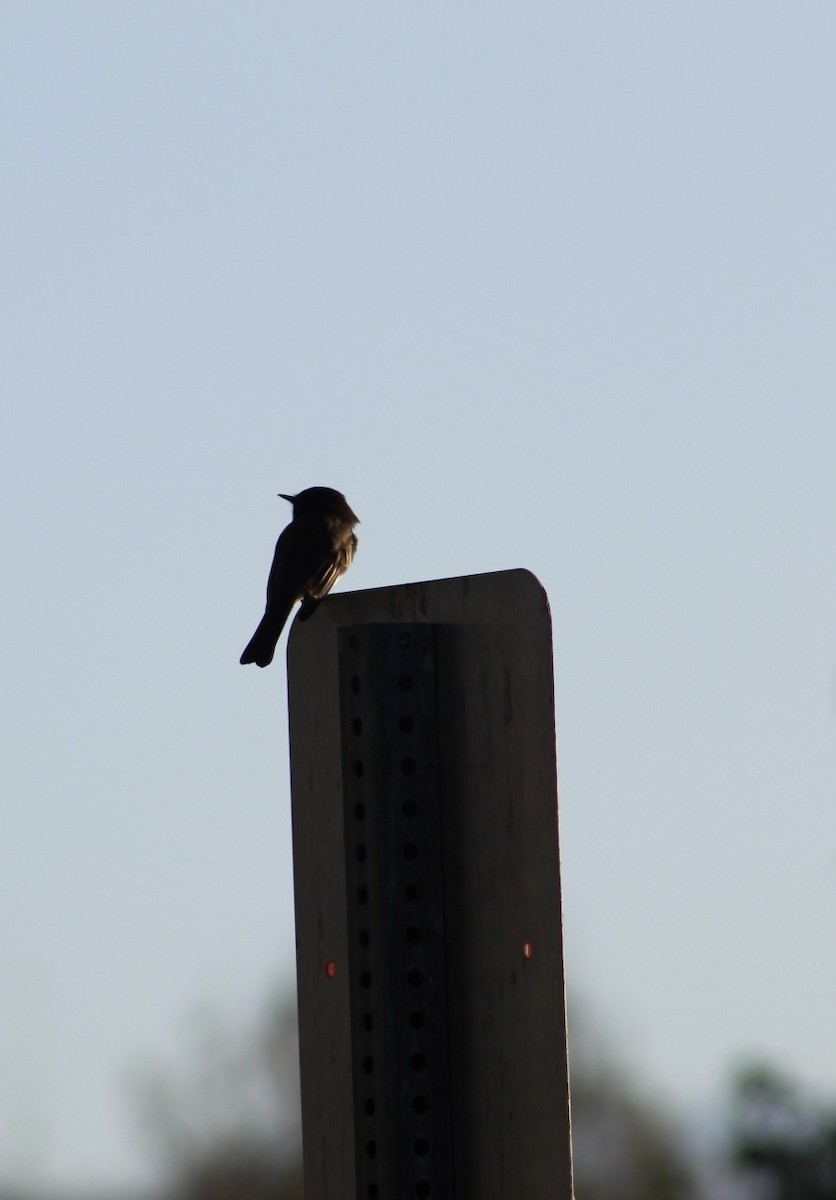 Black Phoebe - ML647518994