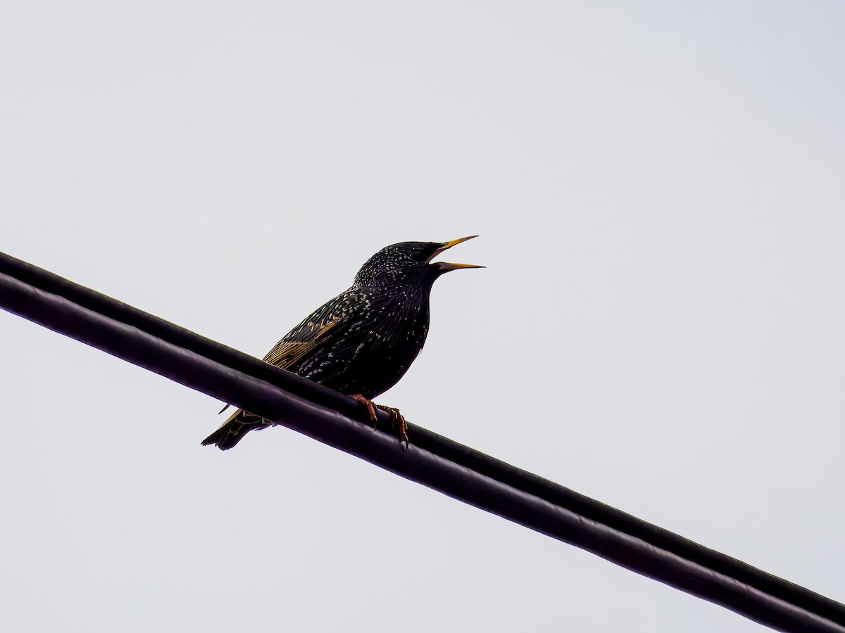 European Starling - ML647518996