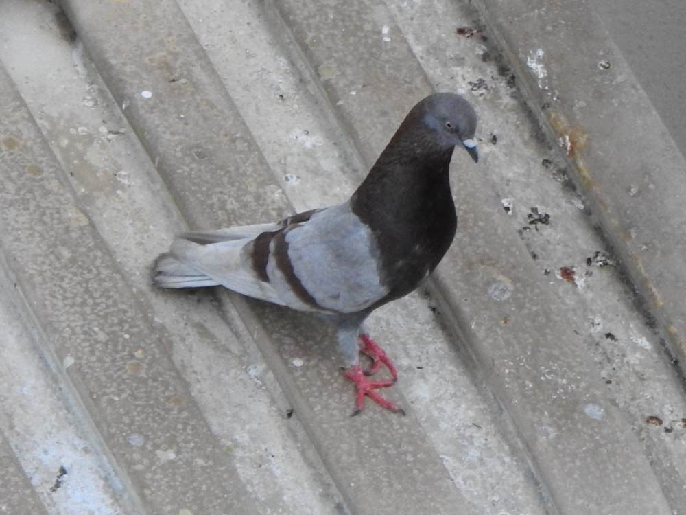 Rock Pigeon (Feral Pigeon) - ML647518997