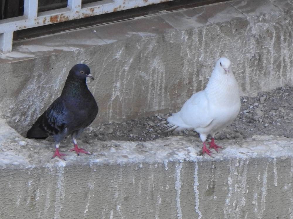 Rock Pigeon (Feral Pigeon) - ML647518998