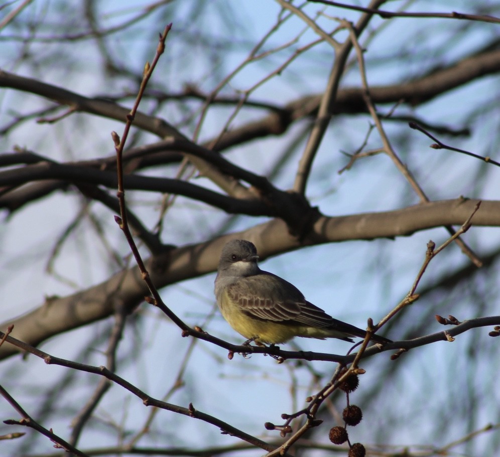 Cassin's Kingbird - ML647519004