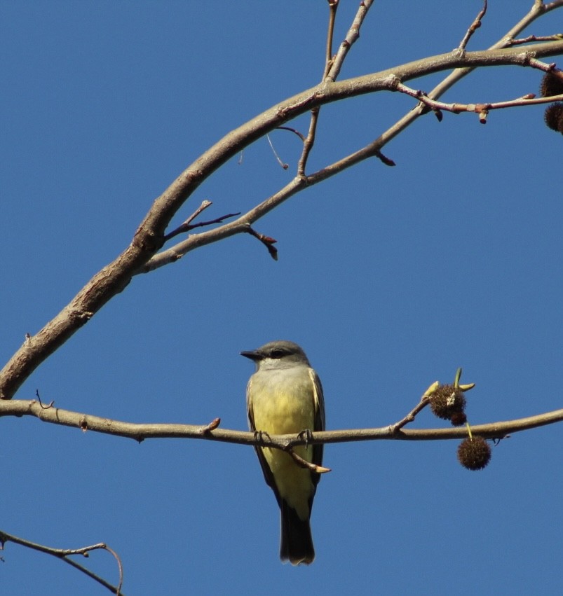 Cassin's Kingbird - ML647519005