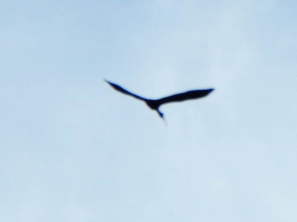 Bare-faced Ibis - ML647519008