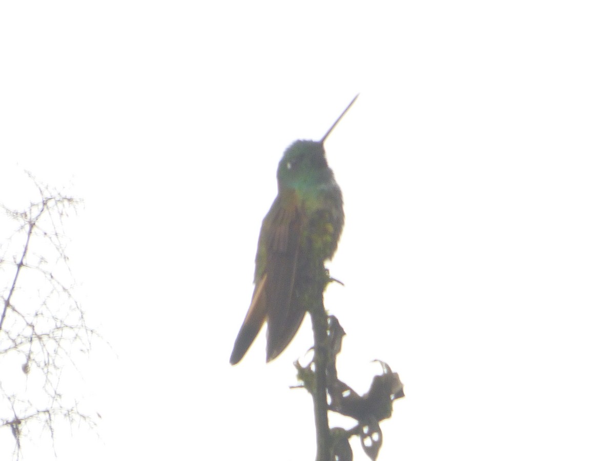 Violet-throated Starfrontlet - ML647519009