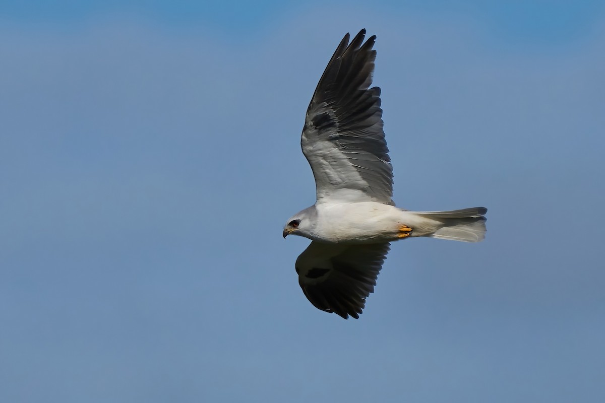 White-tailed Kite - ML647519010