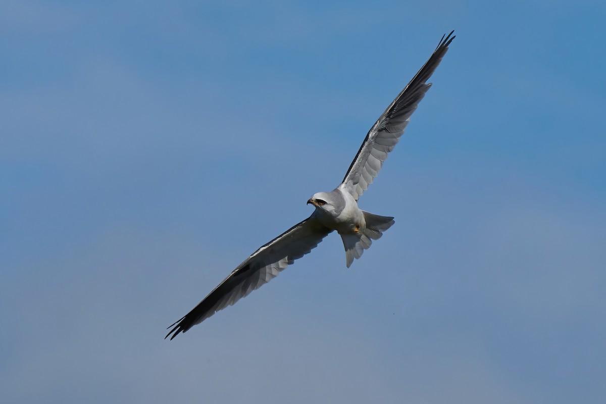 White-tailed Kite - ML647519011