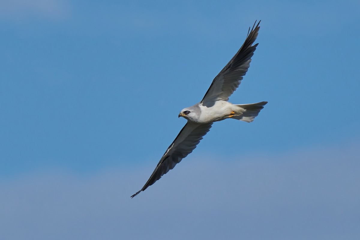 White-tailed Kite - ML647519012