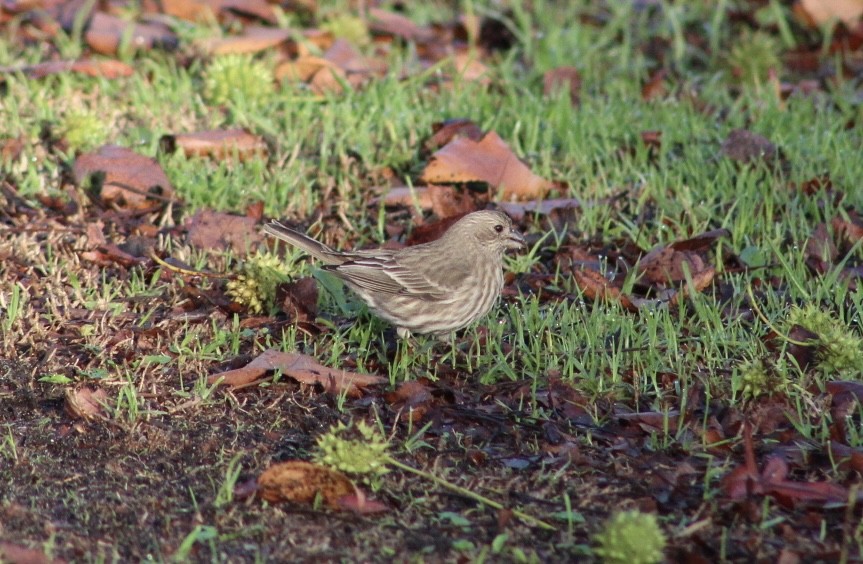 House Finch - ML647519013