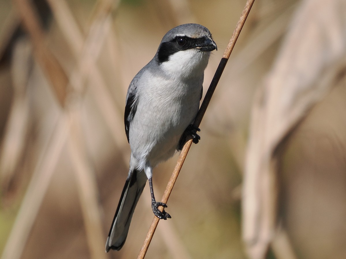 Loggerhead Shrike - ML647519017