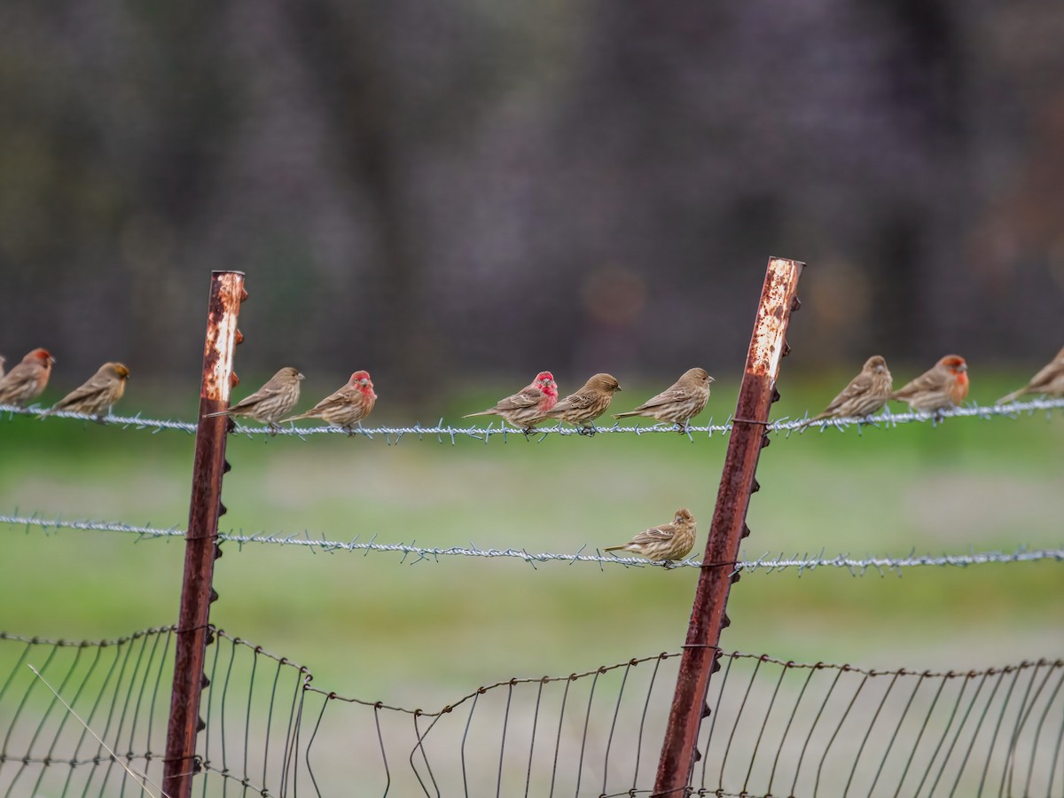 House Finch - ML647519018