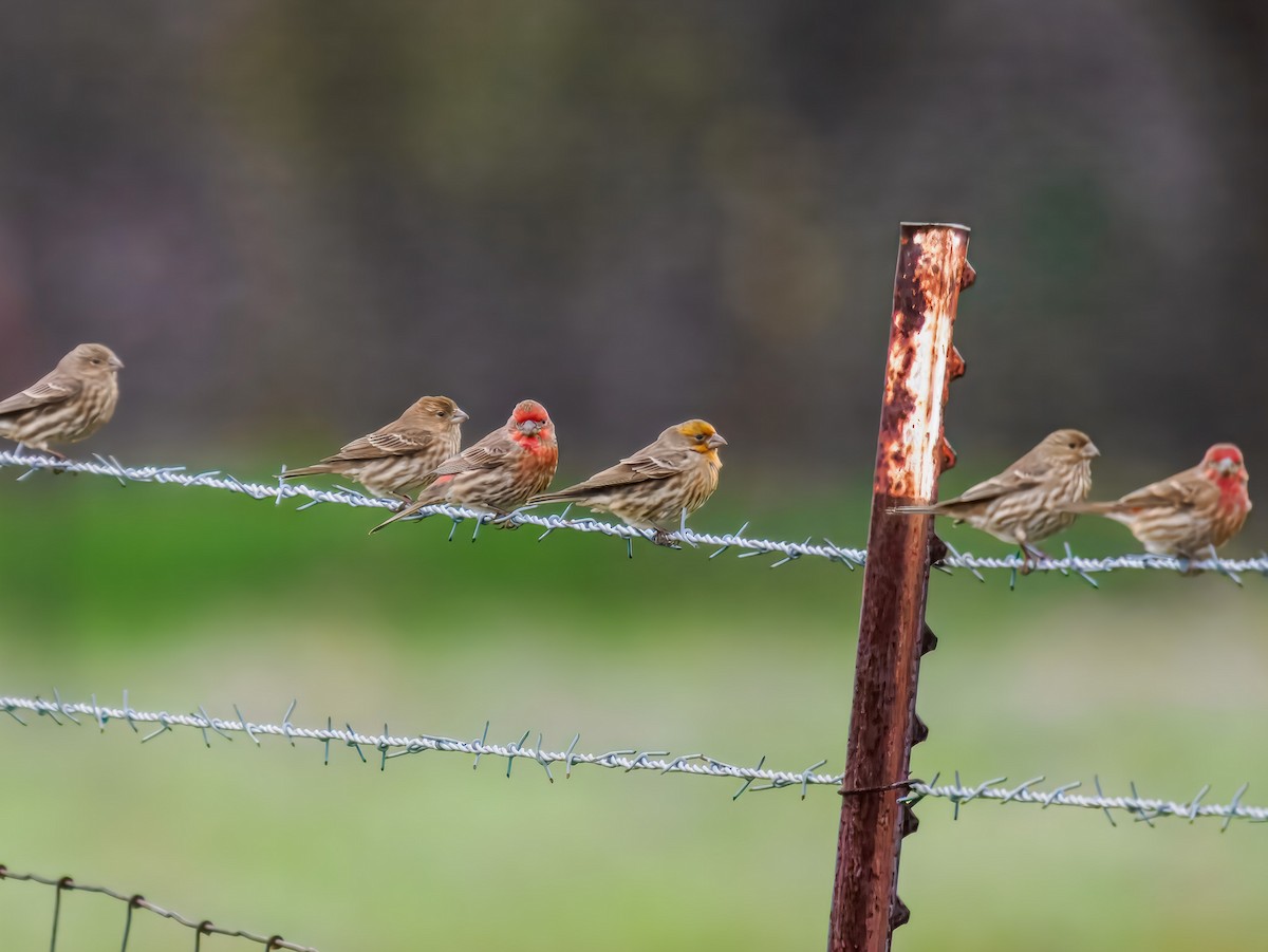 House Finch - ML647519019