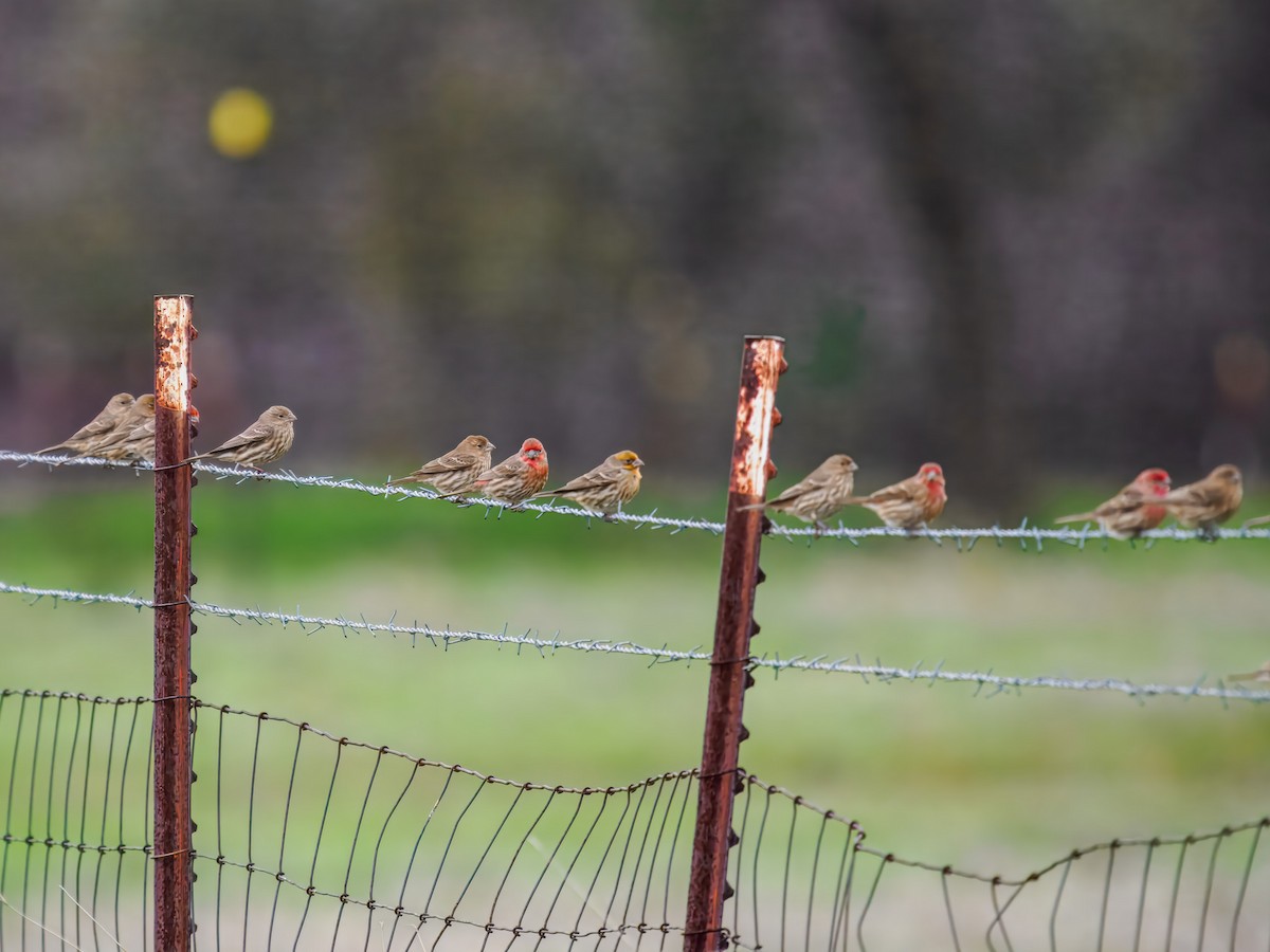 House Finch - ML647519020