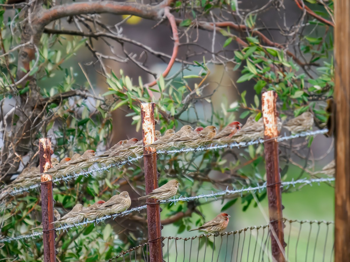 House Finch - ML647519021