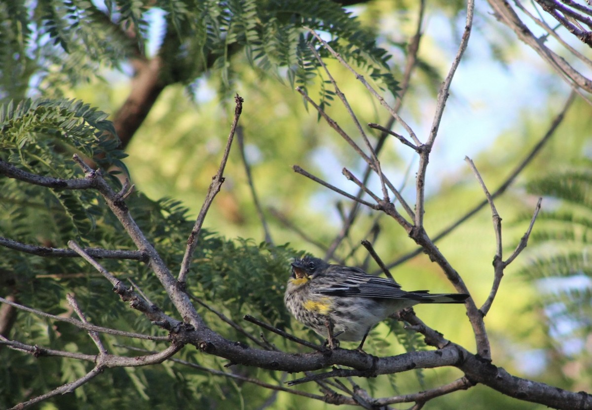 Yellow-rumped Warbler (Audubon's) - ML647519022
