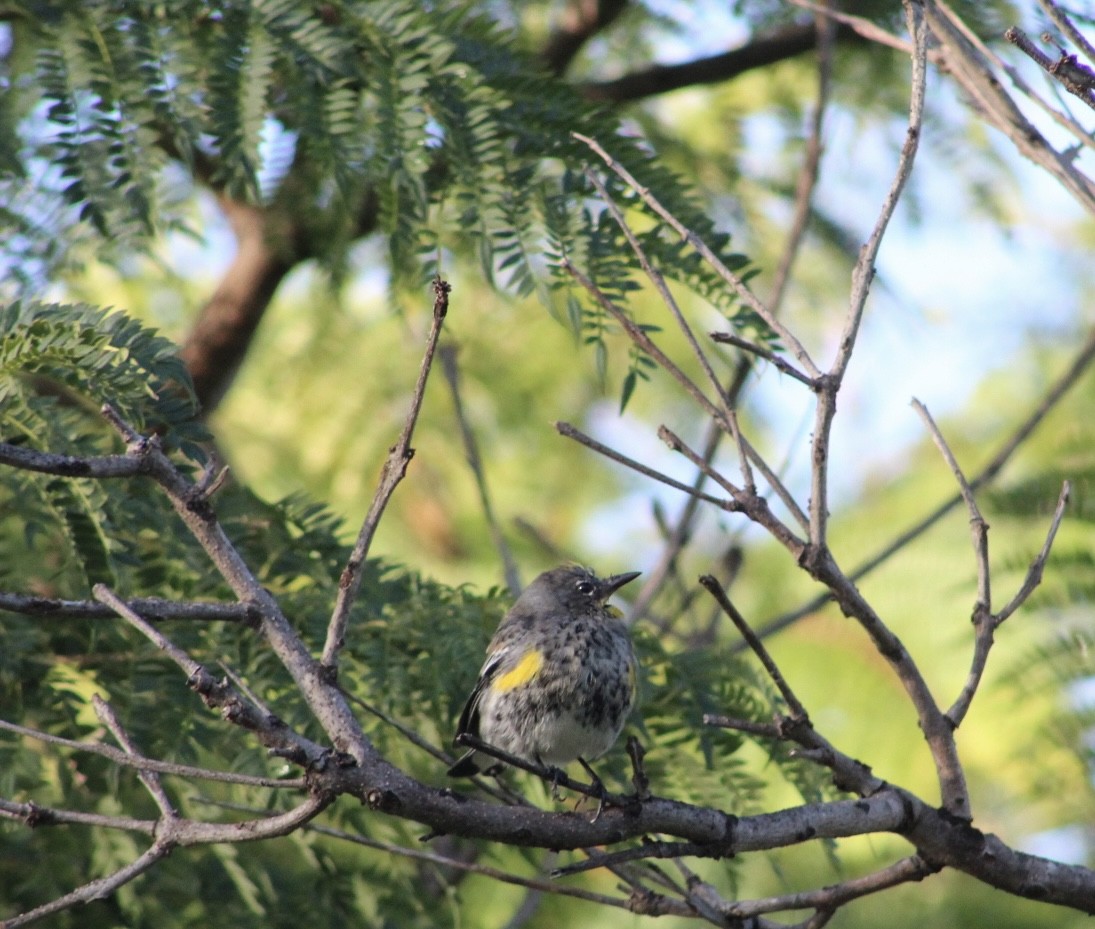 Yellow-rumped Warbler (Audubon's) - ML647519023