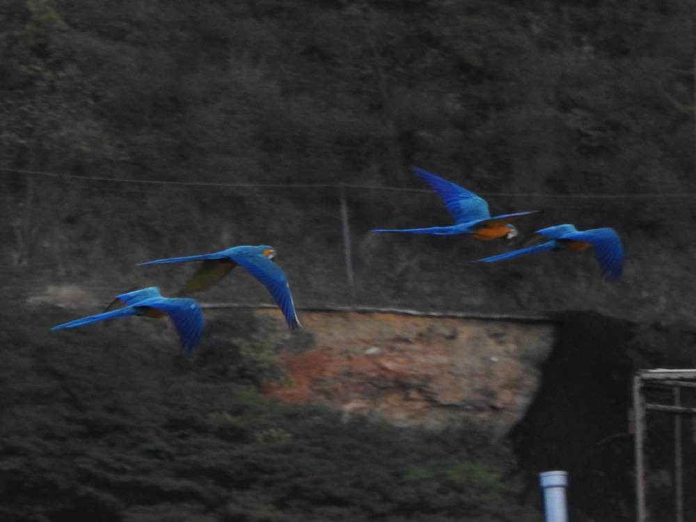 Blue-and-yellow Macaw - ML647519024