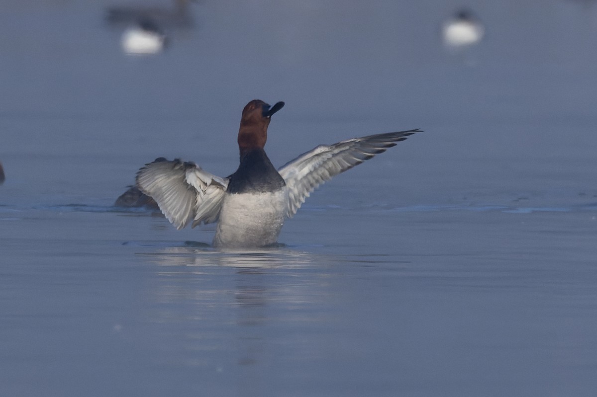 Common Pochard - ML647519029