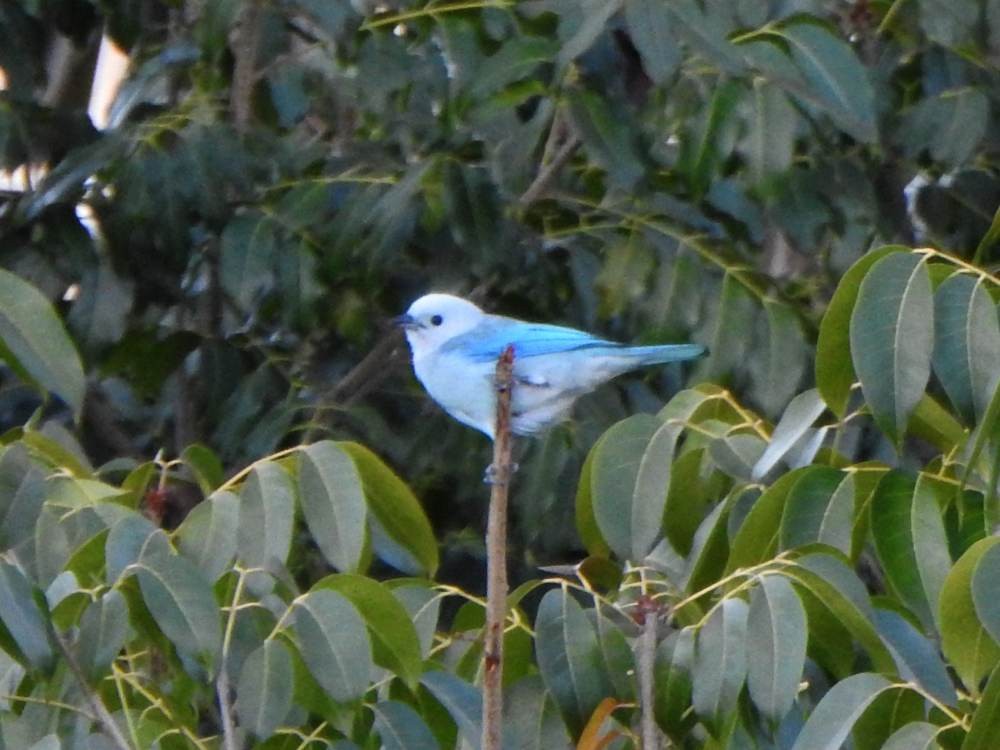 Blue-gray Tanager - ML647519041