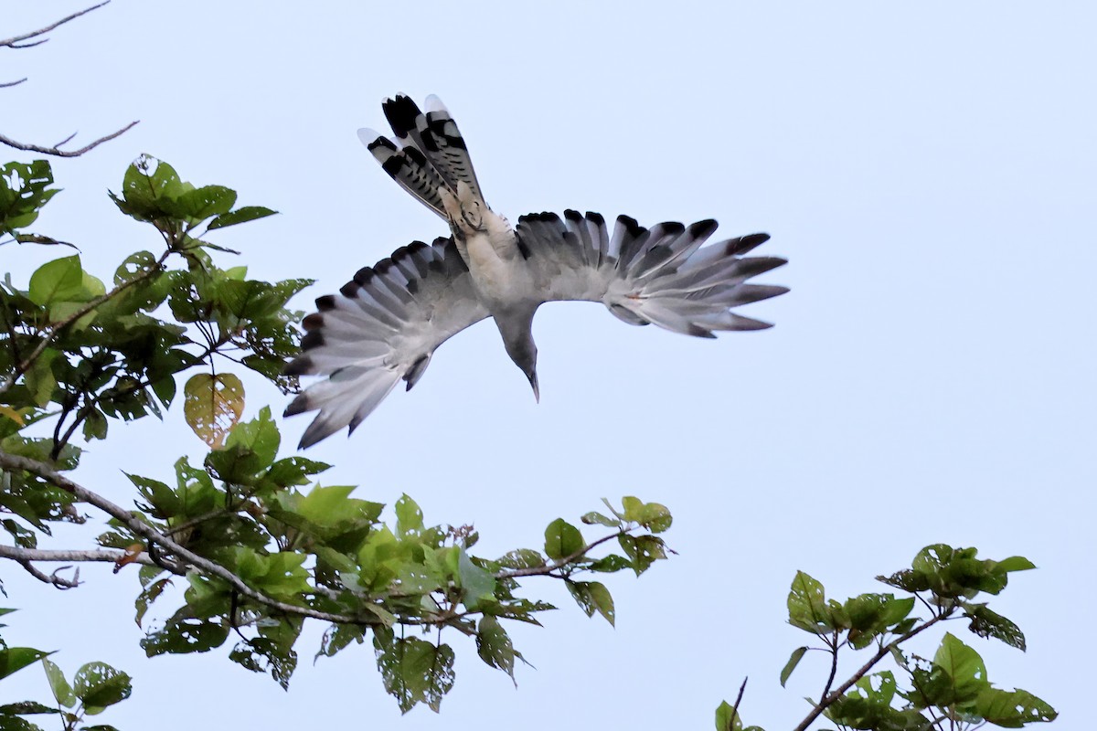 kukačka obrovská - ML647519050