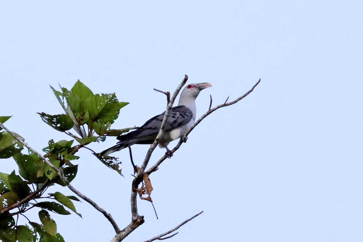 kukačka obrovská - ML647519054