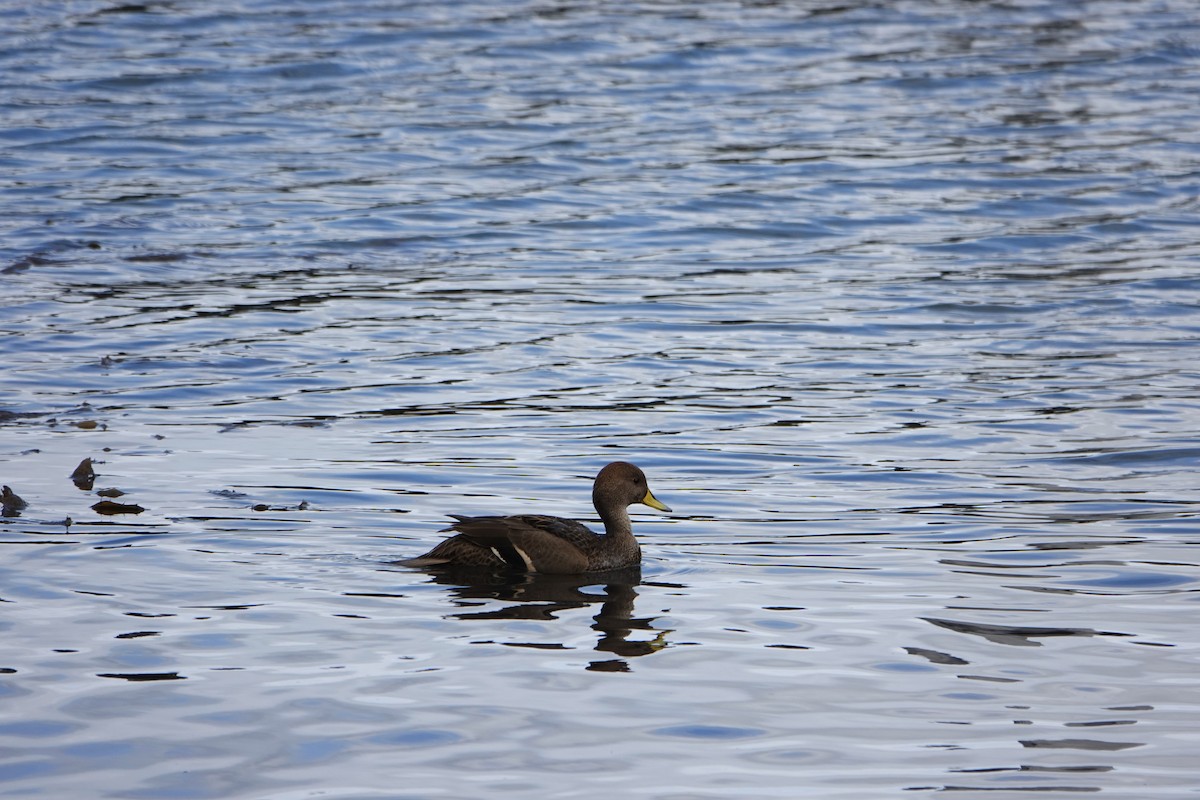 Шилохвіст жовтодзьобий - ML647519060