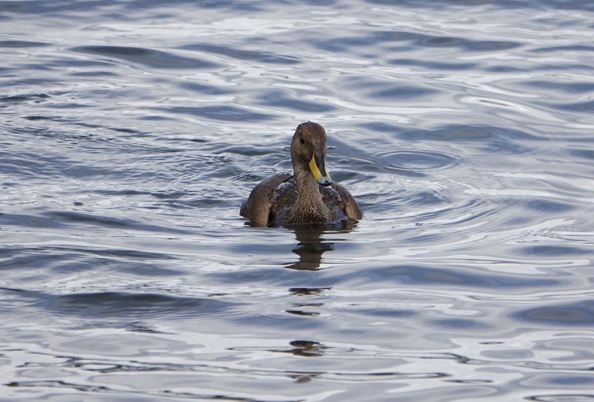 Шилохвіст жовтодзьобий - ML647519063