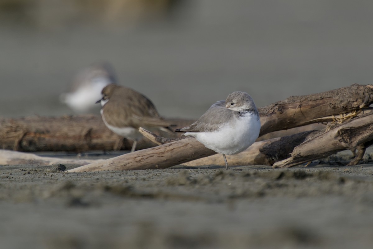 Wrybill - ML647519085