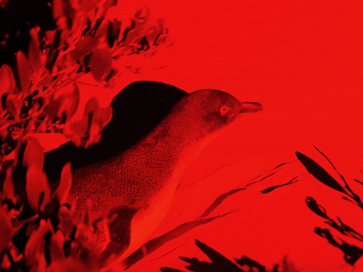 Little Penguin - ML647519090