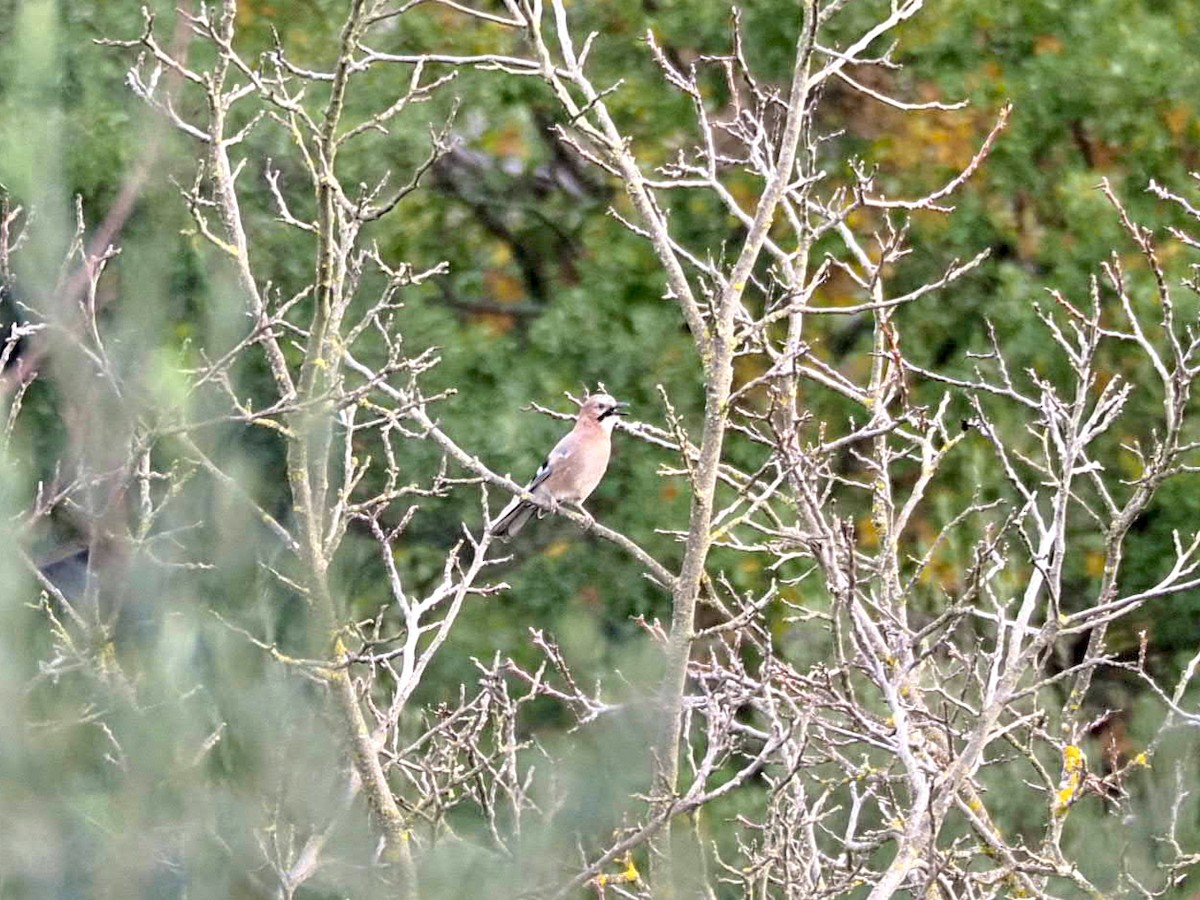 Eurasian Jay - ML647519092