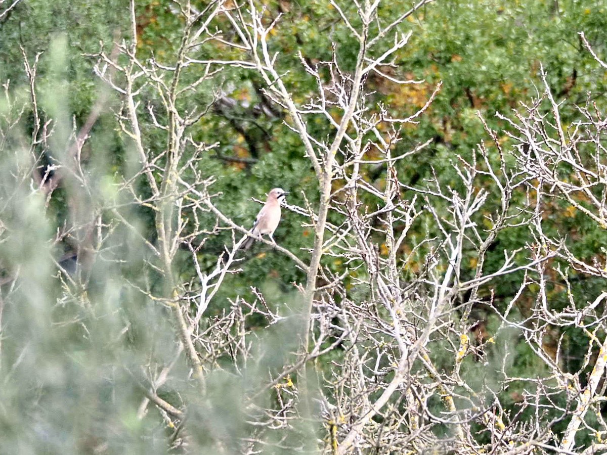 Eurasian Jay - ML647519093