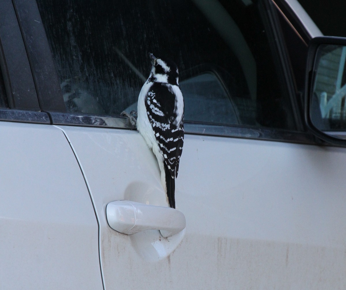 Hairy Woodpecker - ML647519094