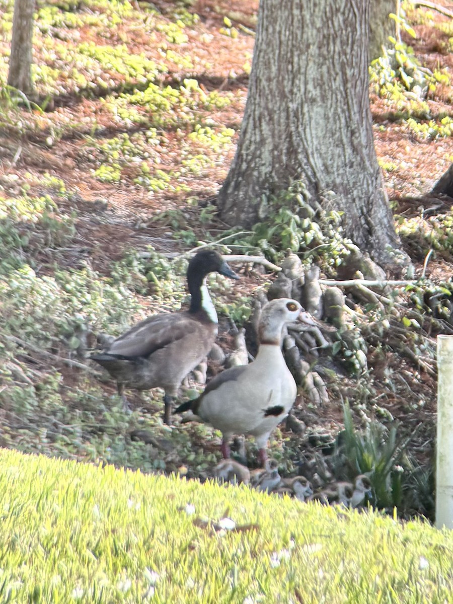 Egyptian Goose - ML647519096