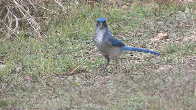 Сойка сонорська - ML647519097