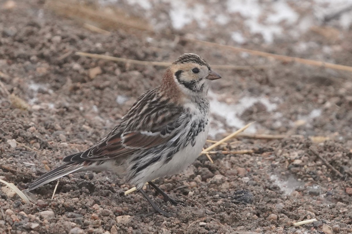 Lapland Longspur - ML647519098