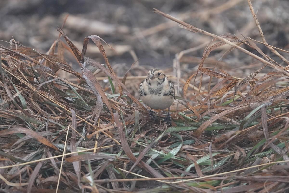 Lapland Longspur - ML647519099