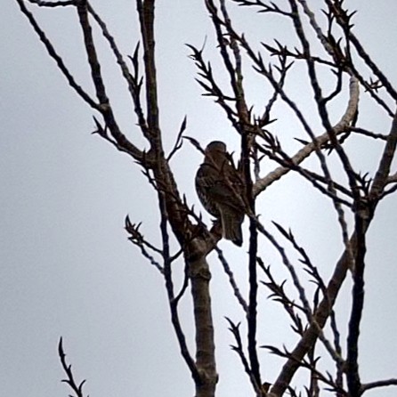 Mistle Thrush - ML647519100